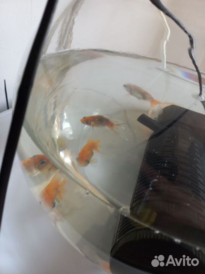 Аквариум с рыбками,золотыми
