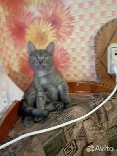 Котенок мальчик бесплатно