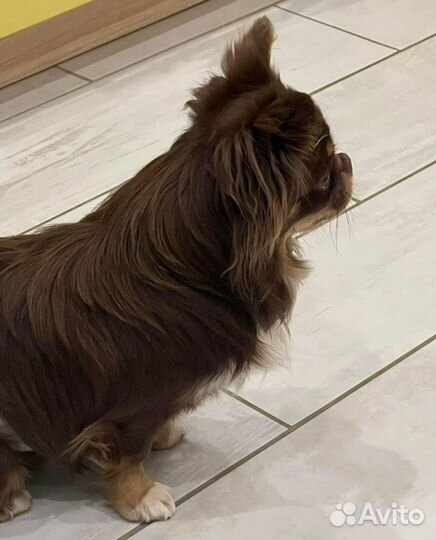 Вязка чихуахуа