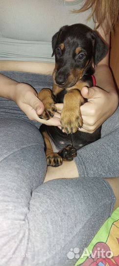 Щенки добермана