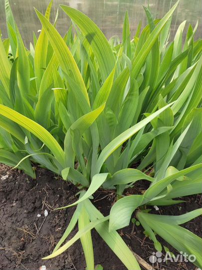 Ландыши, василек, ирис сортовой