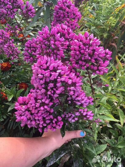 Свой сад растения