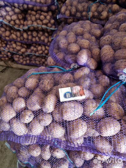 Продам картофель оптом