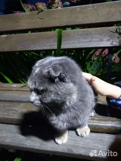 Вислоухая котенок девочка