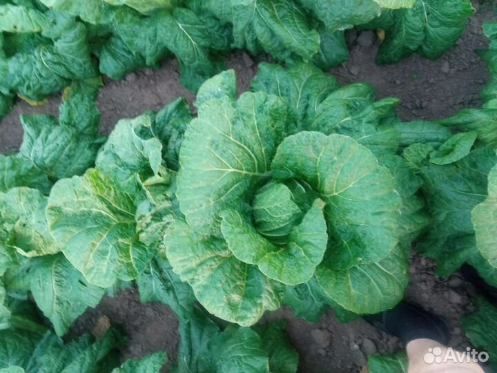 Пекинская капуста