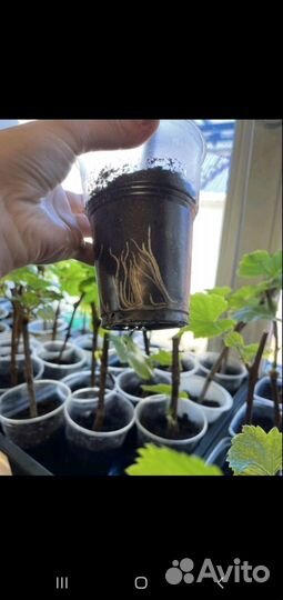 Саженцы винограда