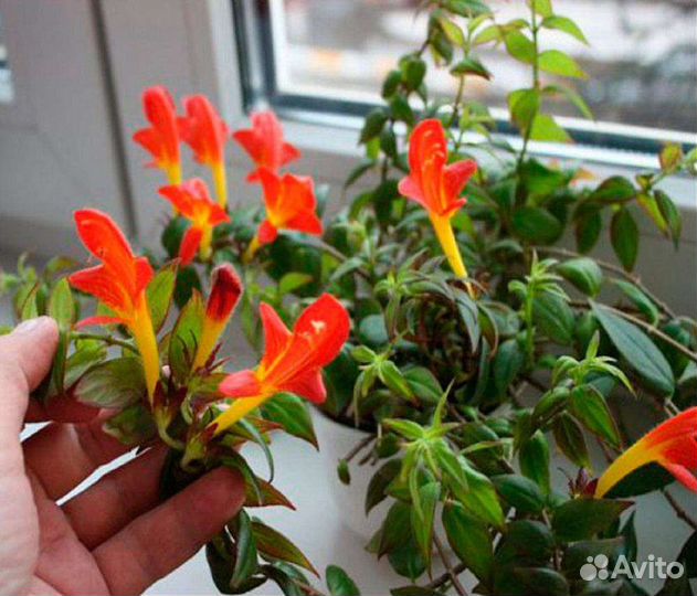 Цветы и растения