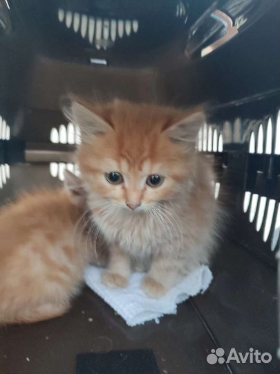 Рыжие котята