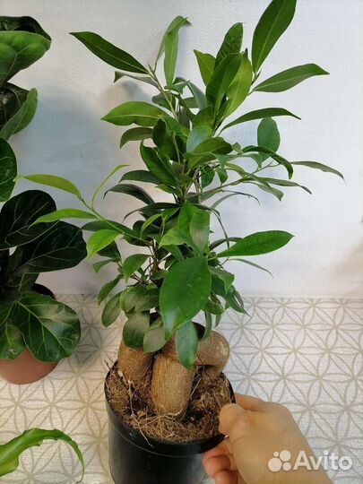 Аглаонема, фикус, Асплениум, Хлорофитум