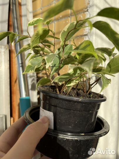 Фикус бенджамина