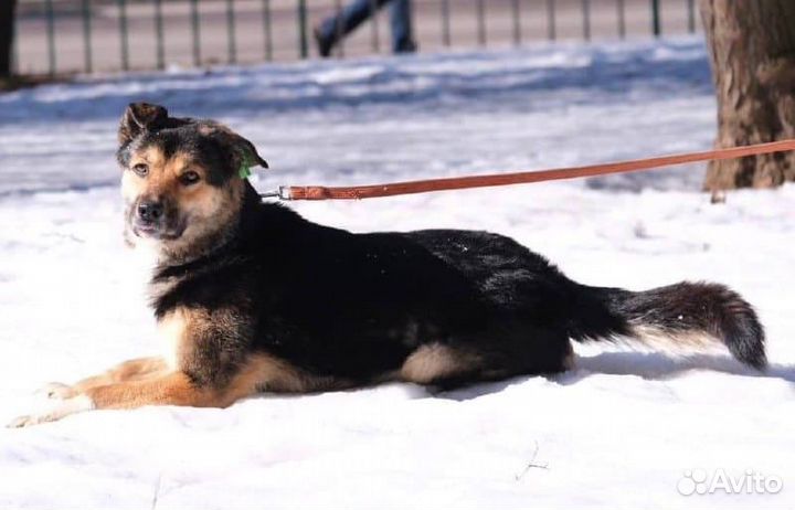 Арчи - умный пёс с непростой судьбой в добрые руки