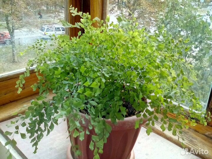 Адиантум Венерин волос комнатные растения