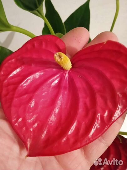 Антуриум Андре Ред Винер