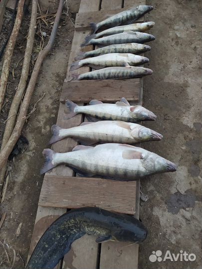 Рыбалка с гидом в Астрахани (услуги егеря)