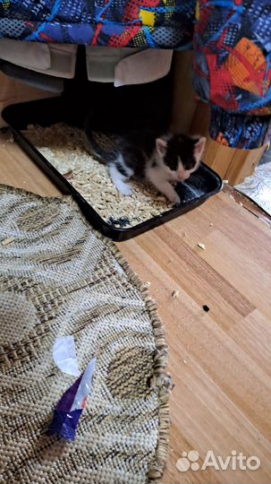 Котятки в добрые руки