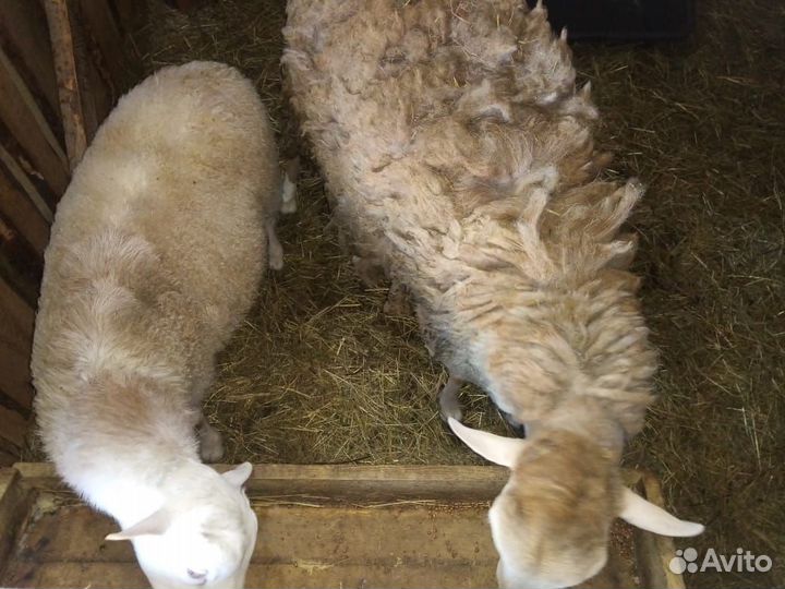 Продам Катумского барана и кроликов на разведение