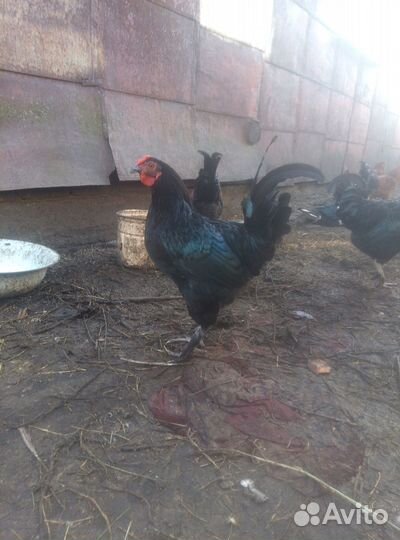 Петухи и домашние куриные яйца
