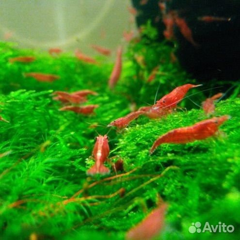 Аквариумные креветки