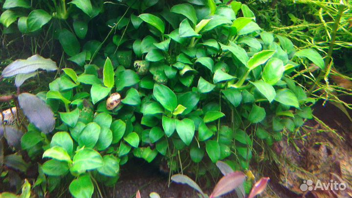 Аквариумные растения