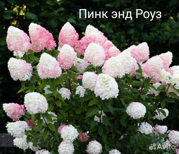 Гортензии метельчатые