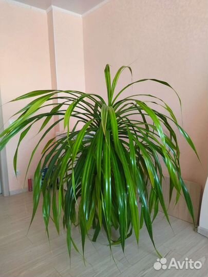 Пальма Панданус