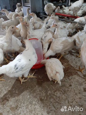 Курицы тольятти. Кучинская порода кур. Куры несушки породы доминант. Пилатовка орловская область птицефабрика. Кура молодка на авито.