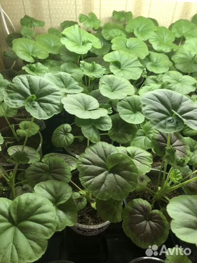 Пеларгония герань