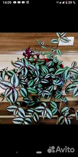 Традесканция зебрина