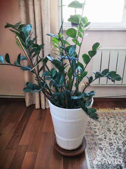 Замиокулькас