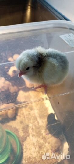 Цыплята суточные несушки