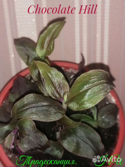 Традесканция