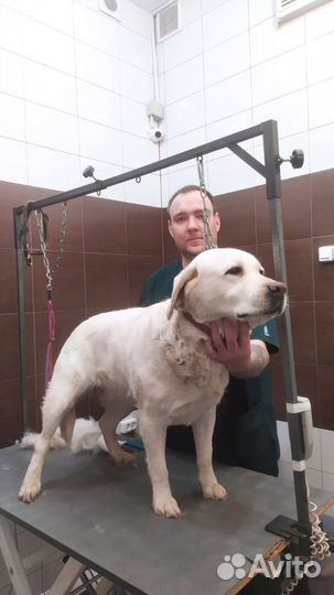 Грумер стрижка собак