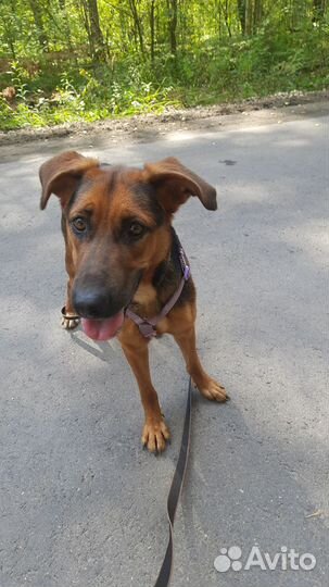 Собака в добрые руки