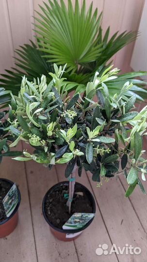 Оливковое дерево 90 /180