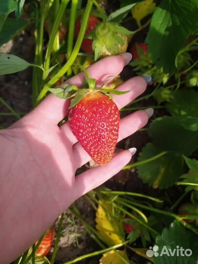 Саженцы клубники