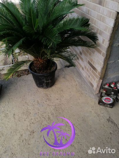 Пальмы Цикас большие