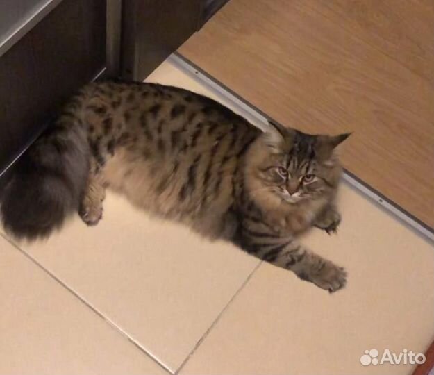 Кот в добрые руки