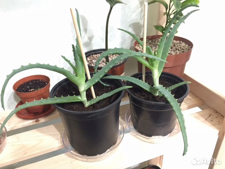 Алоэ вера, лечебное растение