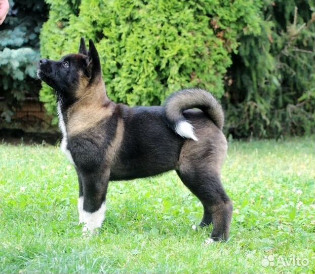 Американская акита