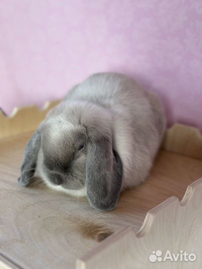 Карликовый кролик MiniLop (родители импорт)