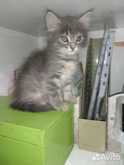 Котята в самые любящие добрые руки