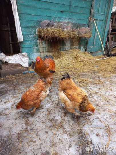 Инкубационное яйцо кур брама