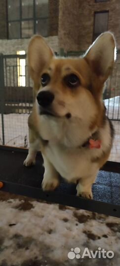 Передержка собак, кошек и других животных