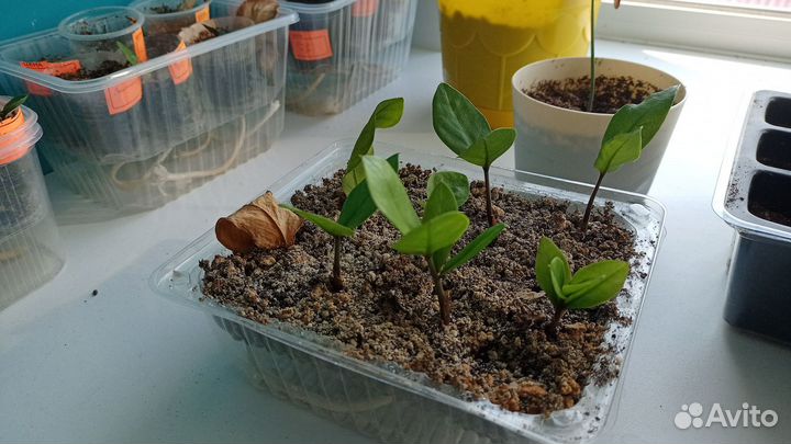 Детки замиакулькаса