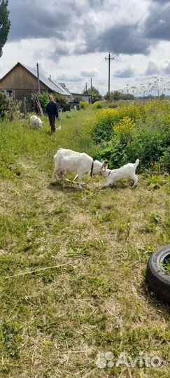 Козлята зааненские безрогие