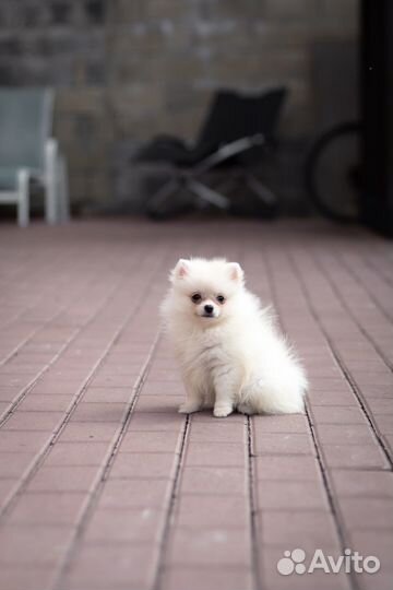 Бомбическая супер мини девочка померанский шпиц