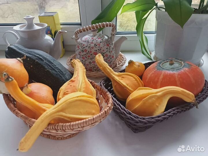 Тыква декоративная