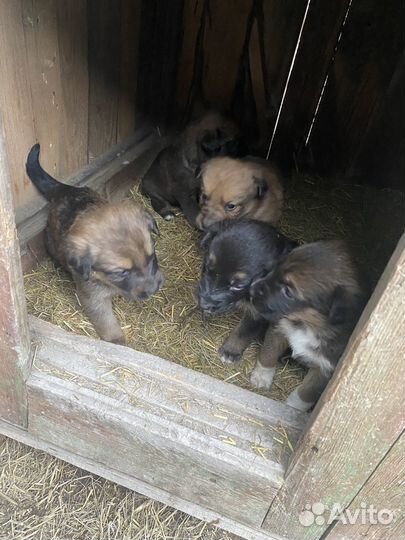 Щенки