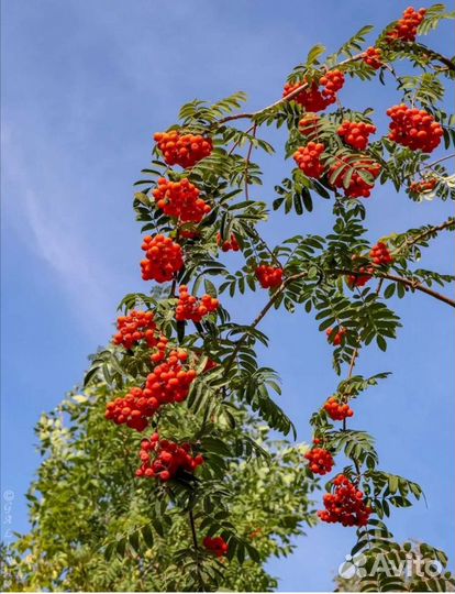 Белая акация, арония, рябина, калина, ясень