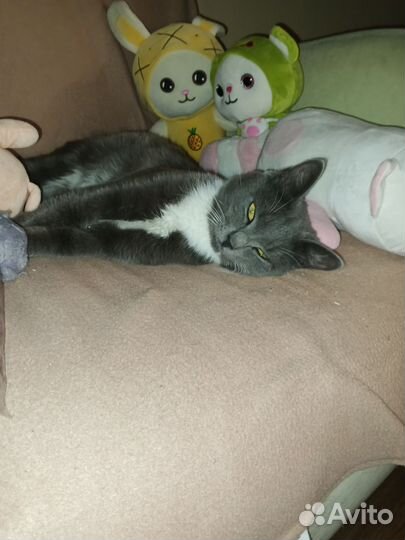Кошка